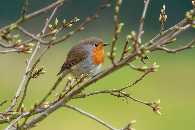 Plastic Bottle Bird Feeders